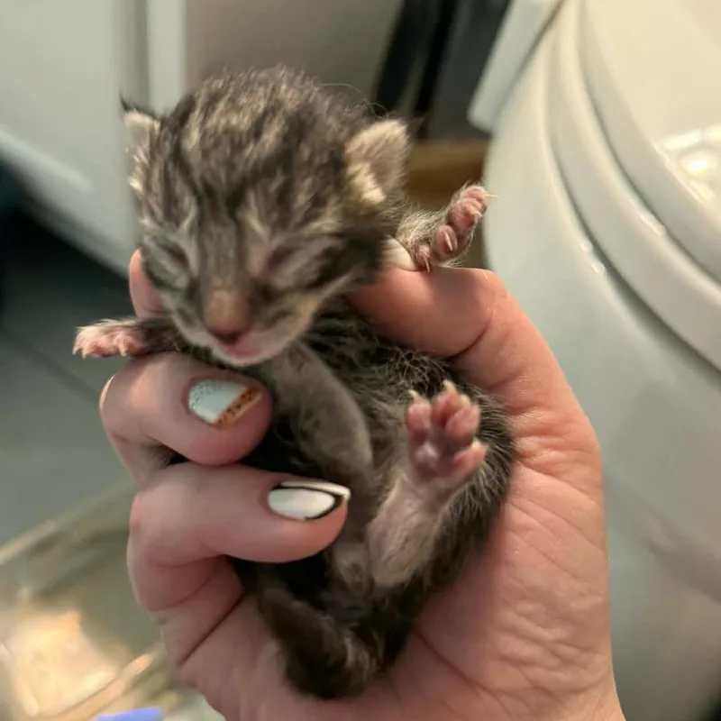 A baby small-sized male Brown / Chocolate Domestic Short Hair cat named Xaden for adoption in Gloucester, VA
