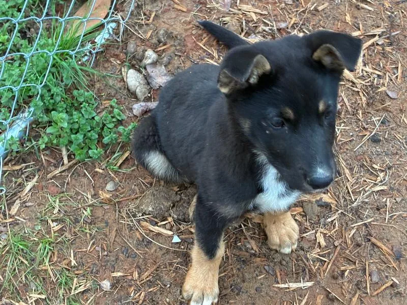 A baby large-sized female Black German Shepherd Dog dog named Mya for adoption in Thomasville, AL