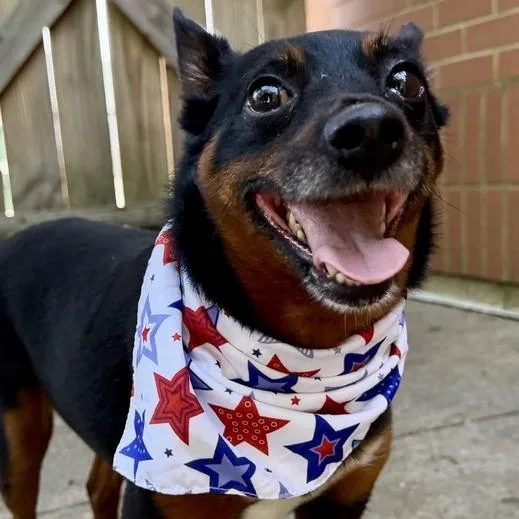 A senior small-sized female Black Mixed Breed dog named Gigi for adoption in Dayton, OH