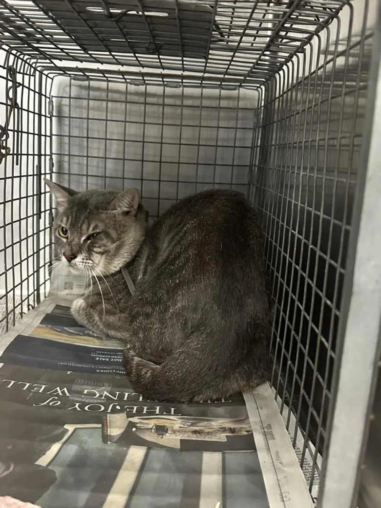A young medium-sized male Domestic Short Hair cat named Frankie for adoption in Houston, TX
