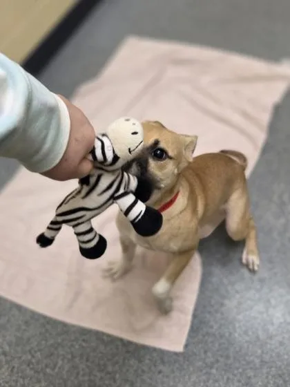 A baby small-sized female Terrier dog named Estella for adoption in Westland, MI