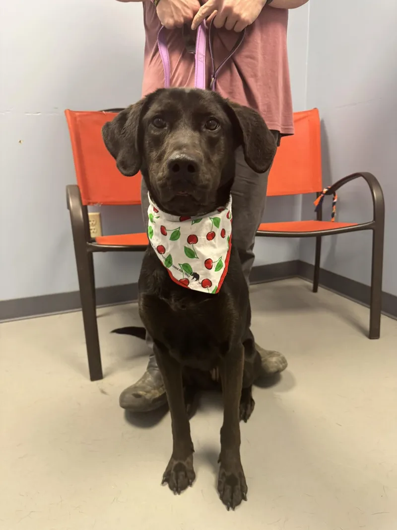 Jelly Bean thumbnail 2