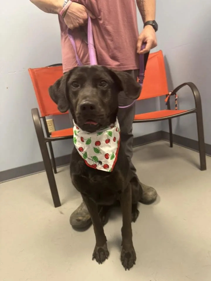 Jelly Bean thumbnail 3