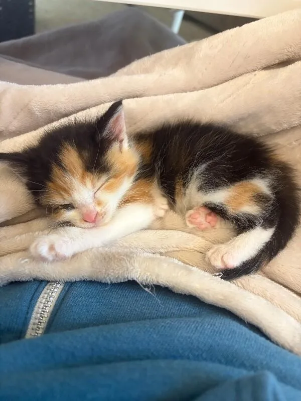 A young medium-sized female Calico Domestic Short Hair cat named Rum for adoption in Grand Rapids, MI