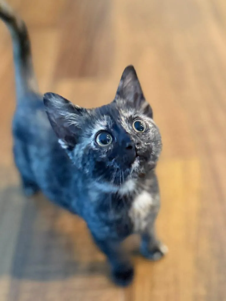 A baby medium-sized female Tortoiseshell Domestic Short Hair cat named Hazelnut for adoption in Richmond, KY