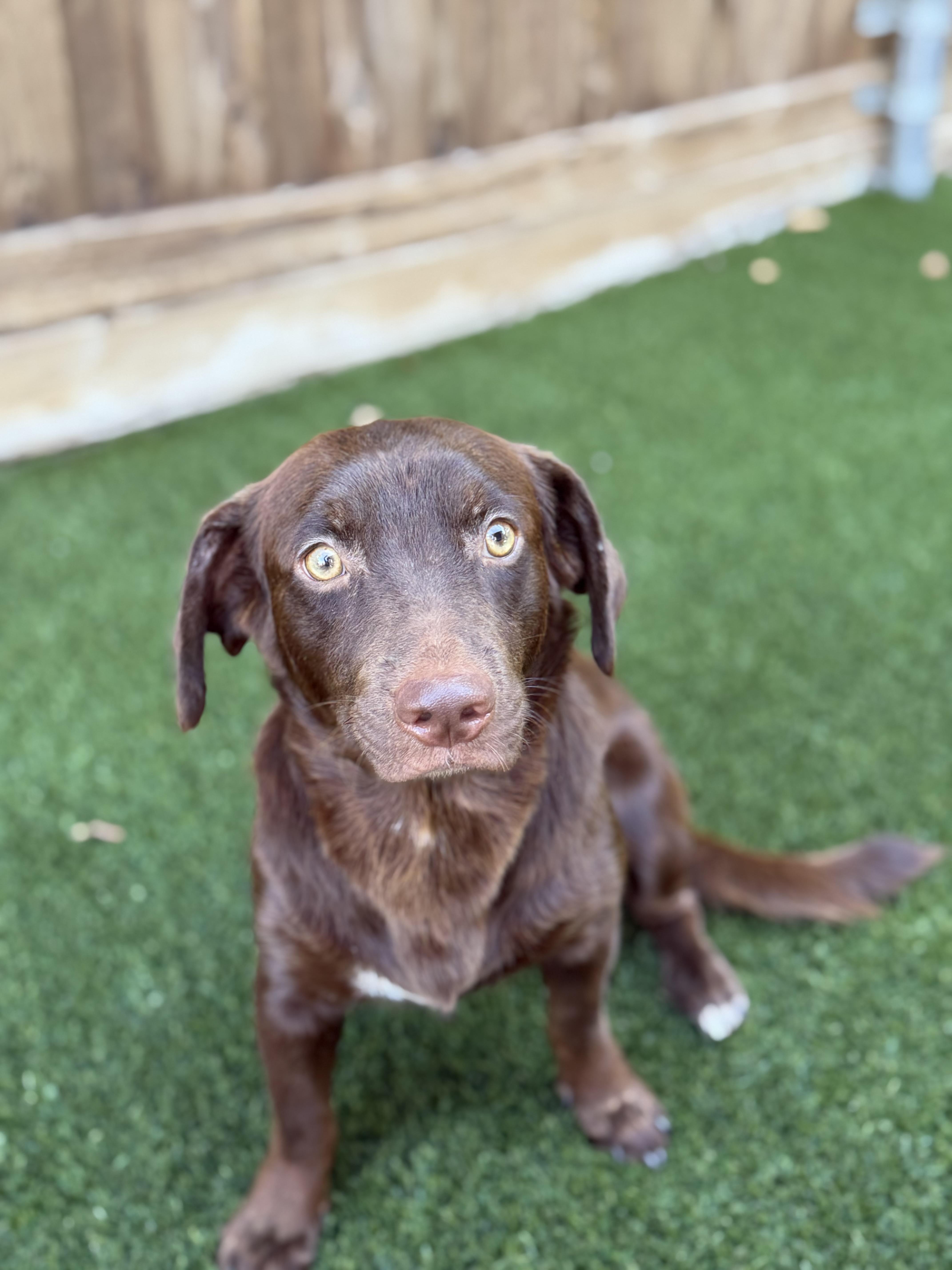 A young medium-sized male Labrador Retriever dog named Charlie for adoption in Coppell, TX