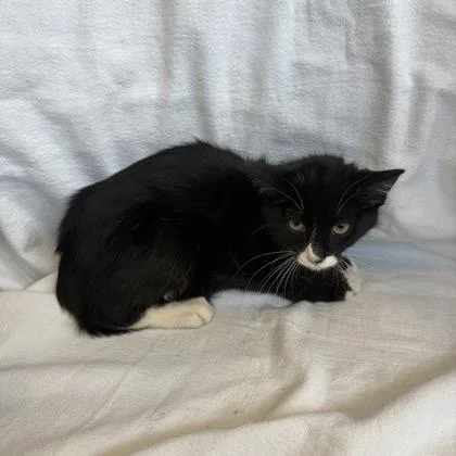 Black Bean
