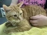 An adult medium-sized male Orange & White Domestic Short Hair cat named Hubert for adoption in Denton, TX