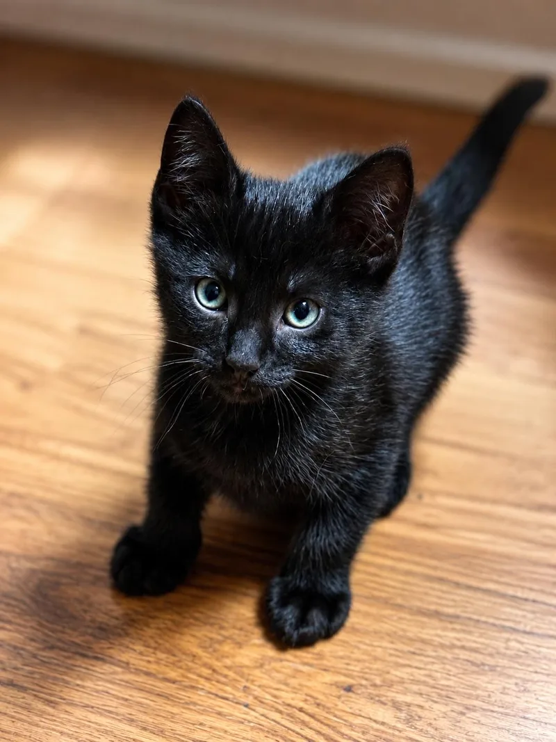 A baby medium-sized male Domestic Short Hair cat named Stevie for adoption in Nashville, TN