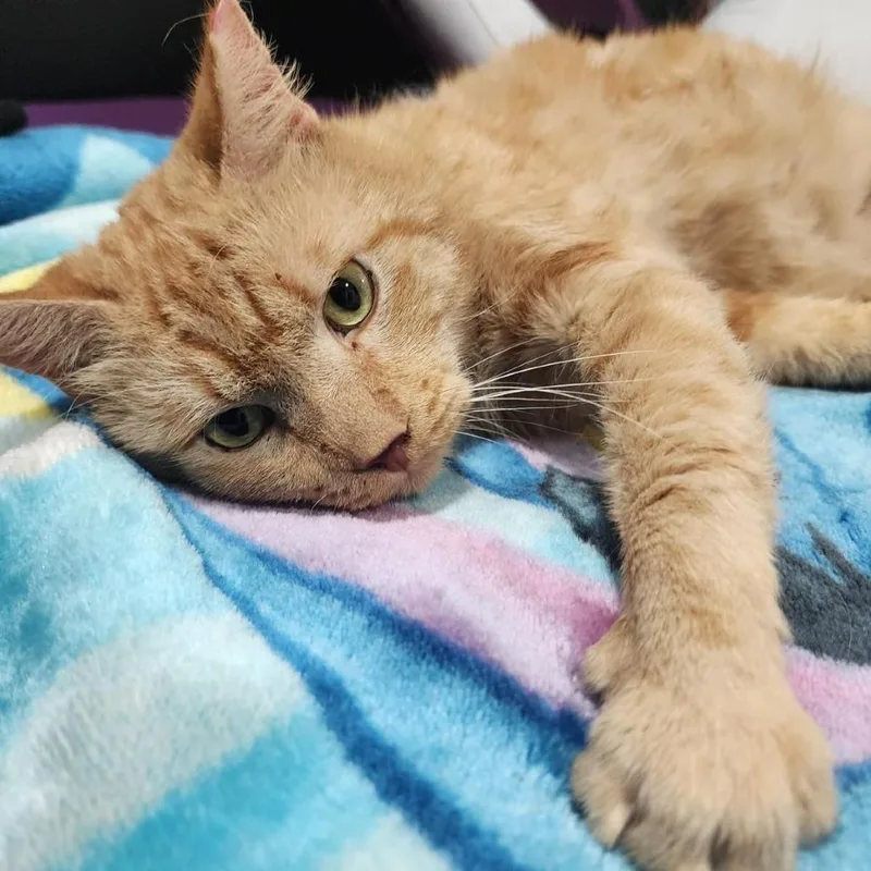 An adult large-sized male Orange / Red Domestic Short Hair cat named Sunny for adoption in Hamburg, NY