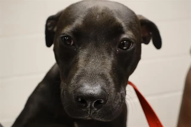 A young medium-sized male Mixed Breed dog named Rollo for adoption in Columbia, SC