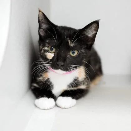 A baby small-sized female Black Domestic Short Hair cat named Tori for adoption in Atlanta, GA