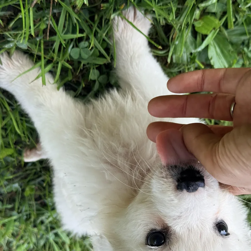 A baby medium-sized female White / Cream Australian Cattle Dog / Blue Heeler dog named Lemur for adoption in Columbia, MD