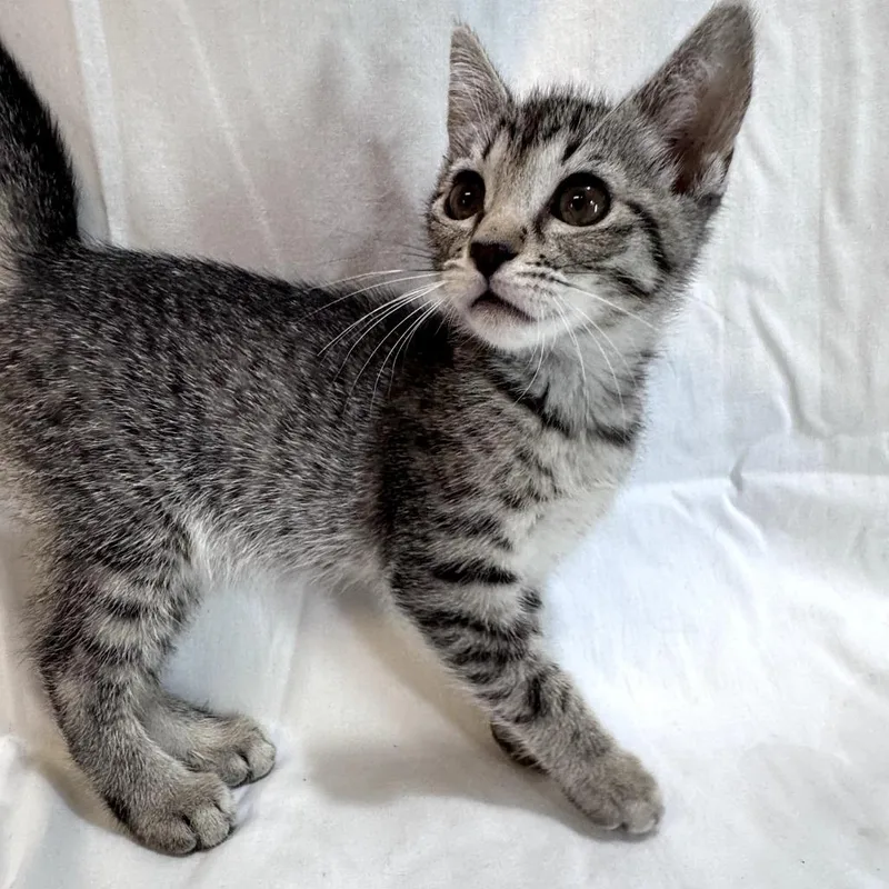 A baby small-sized female Brown / Chocolate Domestic Short Hair cat named Sonnet for adoption in Brea, CA