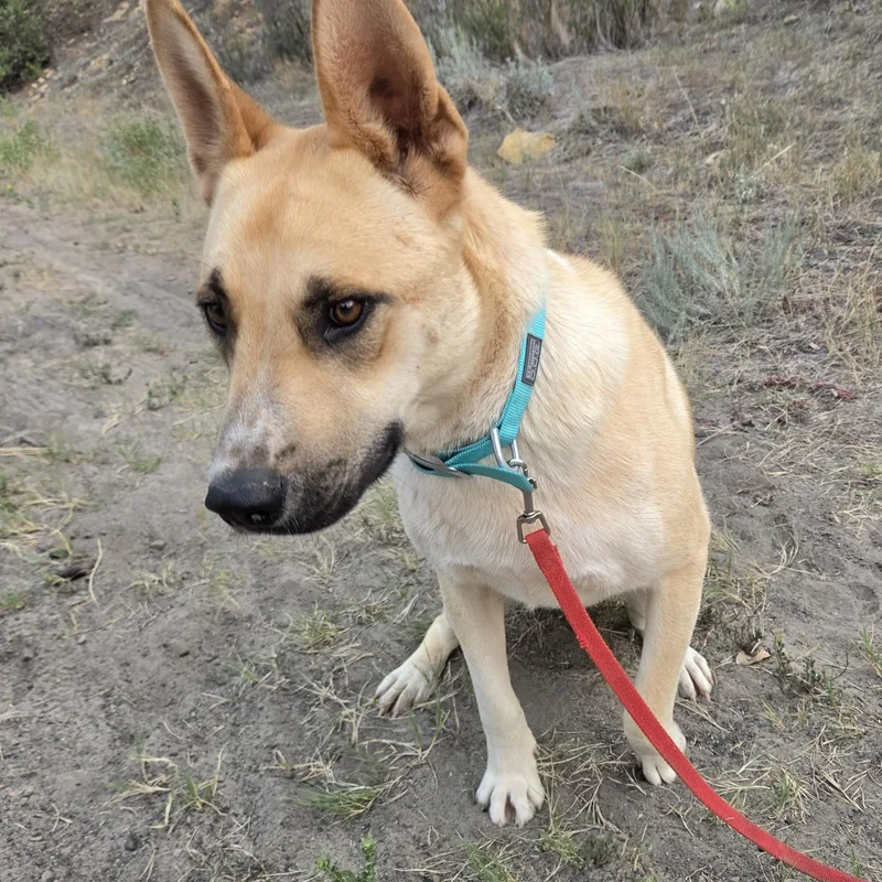 A young large-sized male German Shepherd Dog dog named Bear for adoption in Newcastle, WY