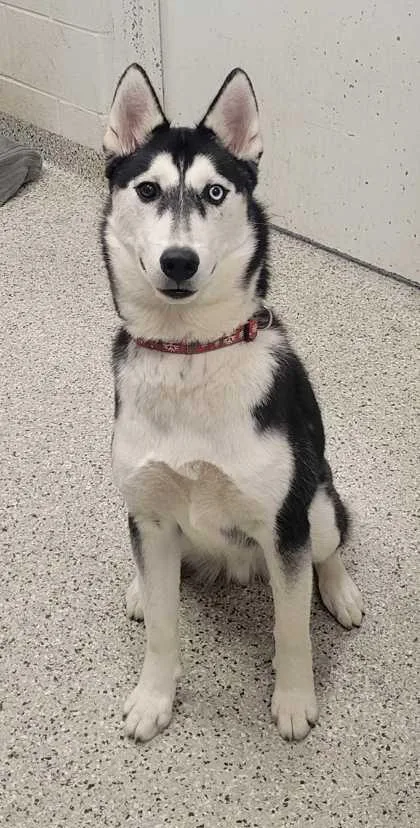 An adult large-sized male Black Siberian Husky dog named Grigory for adoption in Kansas City, MO