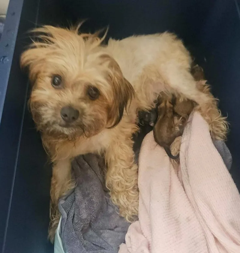 An adult small-sized female Shih Tzu dog named Minnie for adoption in Elkhart , IN