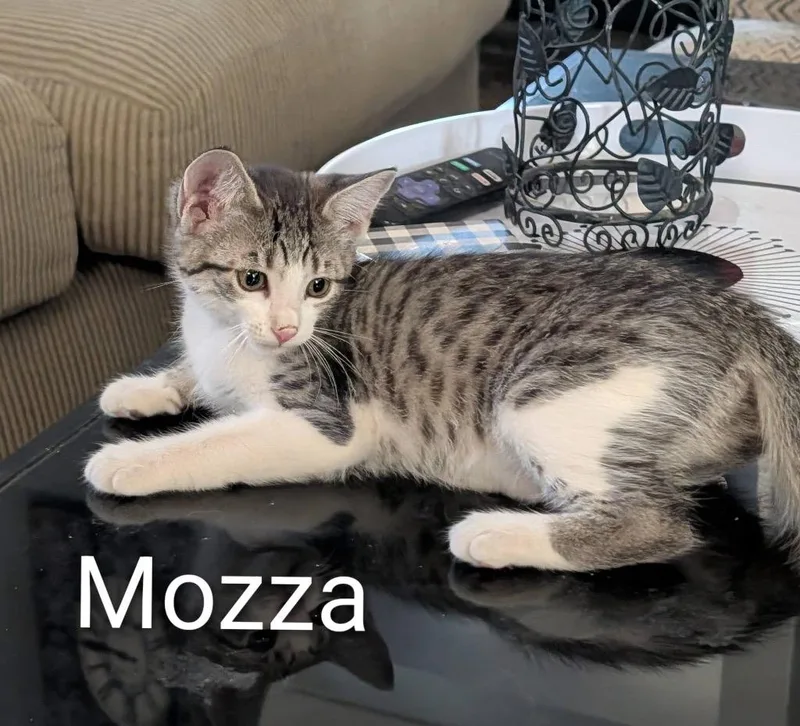 A baby medium-sized female Tabby cat named Mozza for adoption in Grand Junction, CO