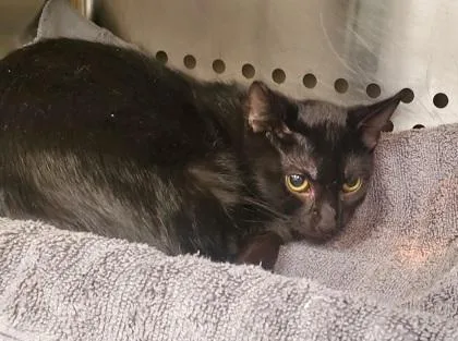 A young large-sized male Domestic Short Hair cat named Bubble pop for adoption in Kansas City, MO