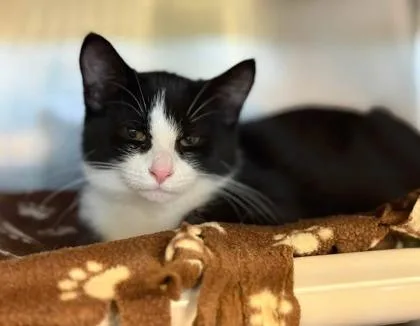 An adult medium-sized male Black & White / Tuxedo Domestic Short Hair cat named Chaka for adoption in Lansing, MI