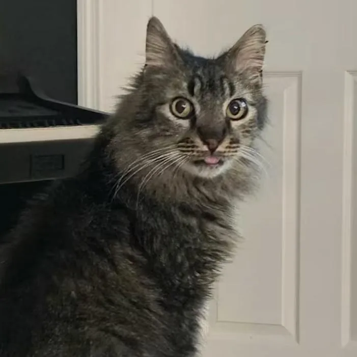 A young medium-sized male Brown / Chocolate Domestic Medium Hair cat named Smokey for adoption in Lauderhill, FL