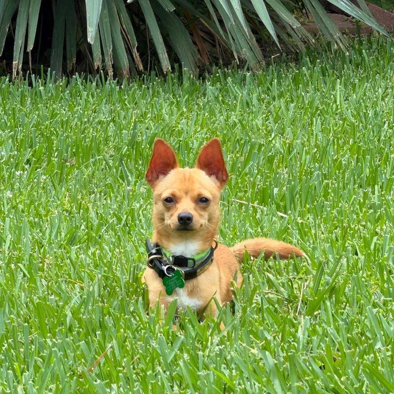 A young small-sized male Yellow / Tan / Blond / Fawn Chihuahua dog named Jerry for adoption in Houston, TX