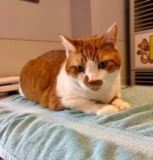 An adult medium-sized male Orange & White Domestic Short Hair cat named Ginger for adoption in Winter Haven, FL
