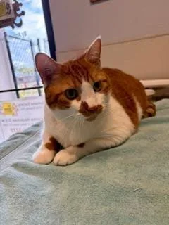 Ginger thumbnail 2