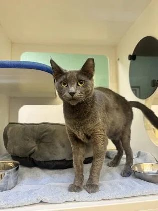An adult medium-sized female Domestic Short Hair cat named Wraith for adoption in Vero Beach, FL