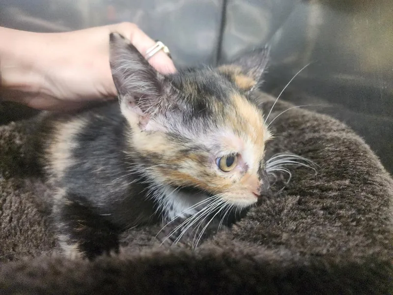 A baby small-sized female Domestic Short Hair cat named Marie for adoption in Maumelle, AR