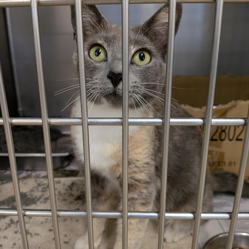An adult medium-sized female Calico Domestic Short Hair cat named Tweety for adoption in Lynchburg, VA