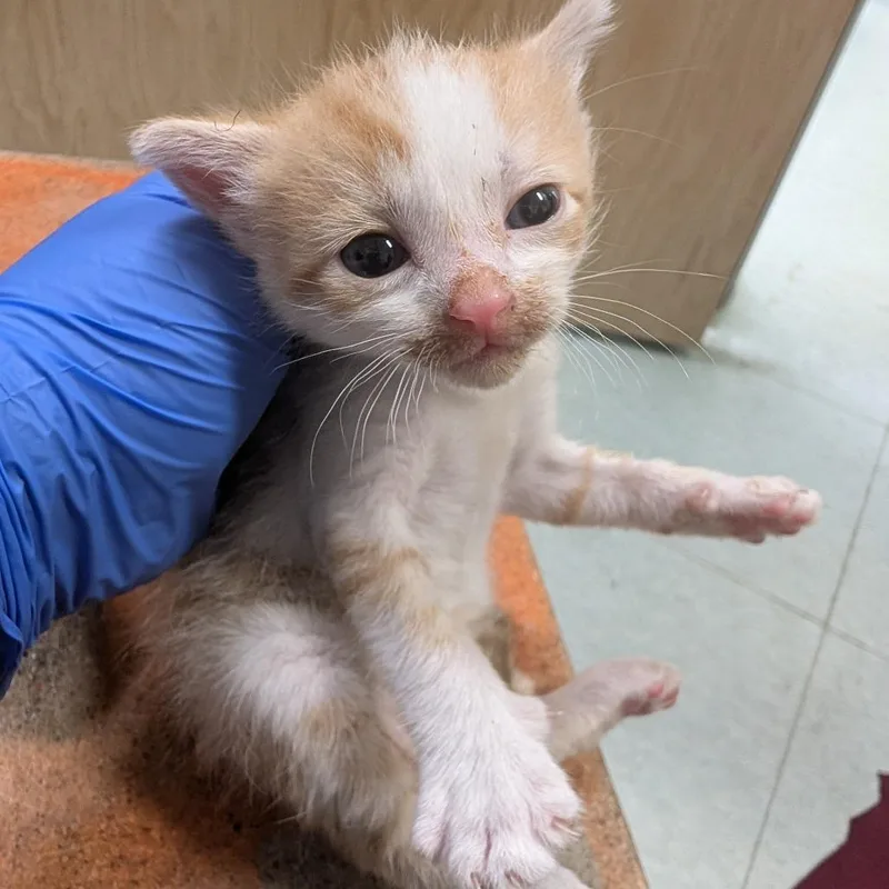 A baby small-sized female Orange / Red Domestic Short Hair cat named Moon for adoption in Philadelphia, PA