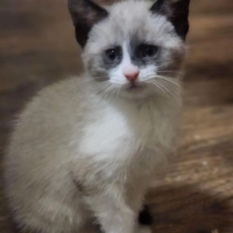 A baby medium-sized male Blue Point Siamese cat named Danck for adoption in Albany, NY