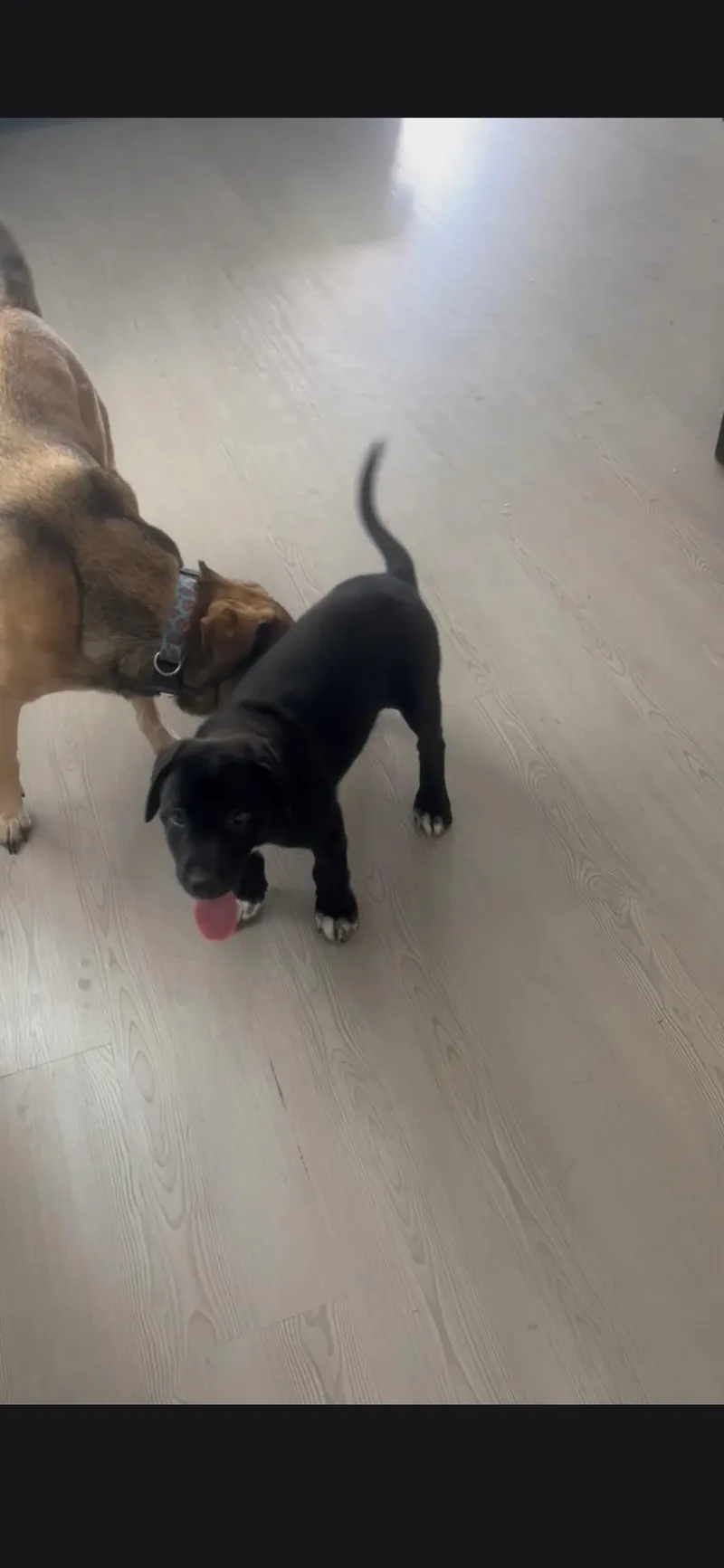 Oreo
