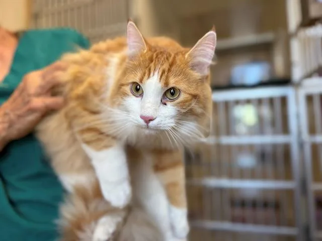 An adult medium-sized male Domestic Short Hair cat named Majesty for adoption in Frisco, CO
