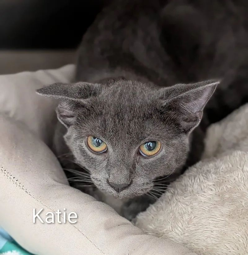 An adult medium-sized female Gray / Blue / Silver Domestic Short Hair cat named Katie for adoption in Flint, MI