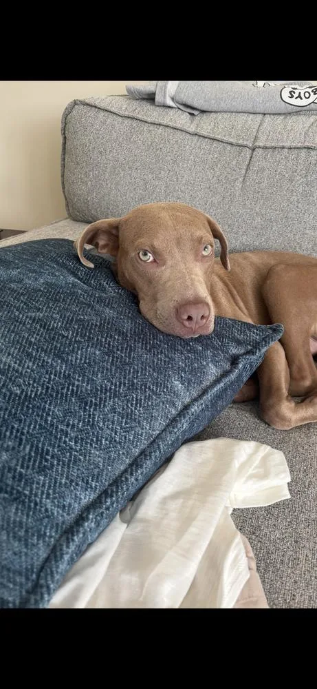 A young medium-sized male Brown / Chocolate Pit Bull Terrier dog named Howdy for adoption in Wenonah, NJ