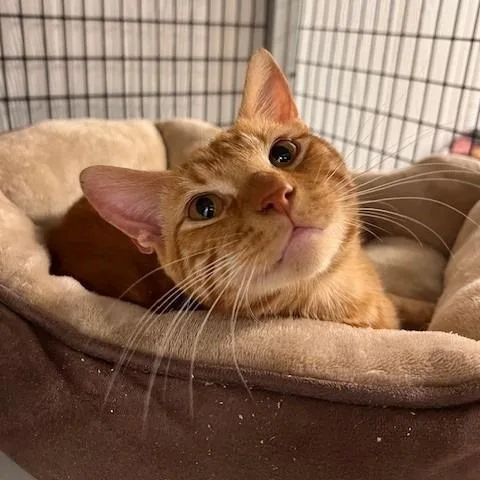 A young small-sized male Orange / Red Domestic Short Hair cat named Oliver for adoption in Bartlett, TN