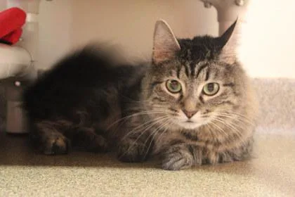 An adult medium-sized female Domestic Medium Hair cat named Neoom for adoption in Kansas City, MO