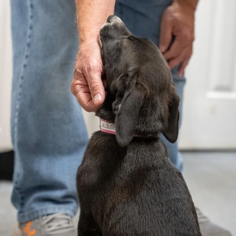 A baby medium-sized female Black Mouth Cur dog named Jalouse for adoption in Pawling, NY