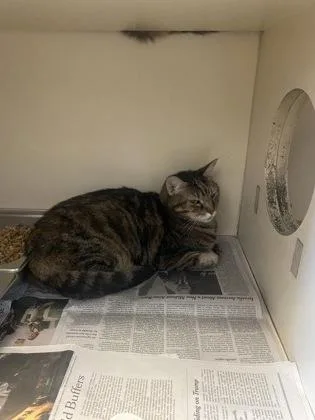A senior large-sized female Domestic Short Hair cat named Twyla for adoption in Chamblee, GA