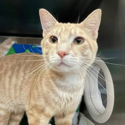 An adult small-sized male Domestic Short Hair cat named Shrimp Shrimps for adoption in Wheaton, IL