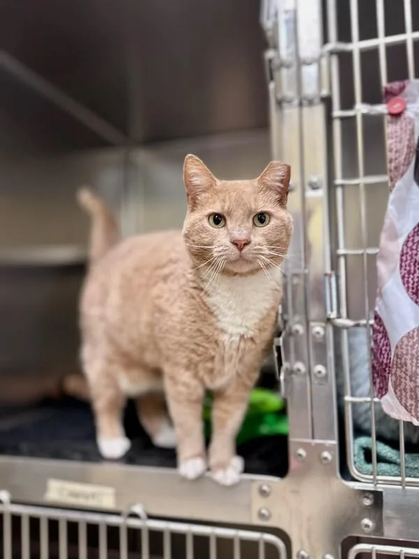 An adult medium-sized male Orange / Red Domestic Short Hair cat named Otis for adoption in Wooster, OH