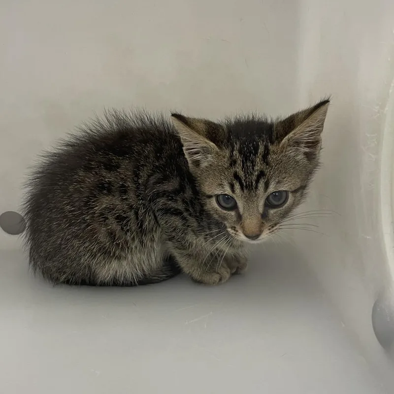 A baby small-sized male Brown / Chocolate Domestic Short Hair cat named Fig for adoption in Columbus, GA