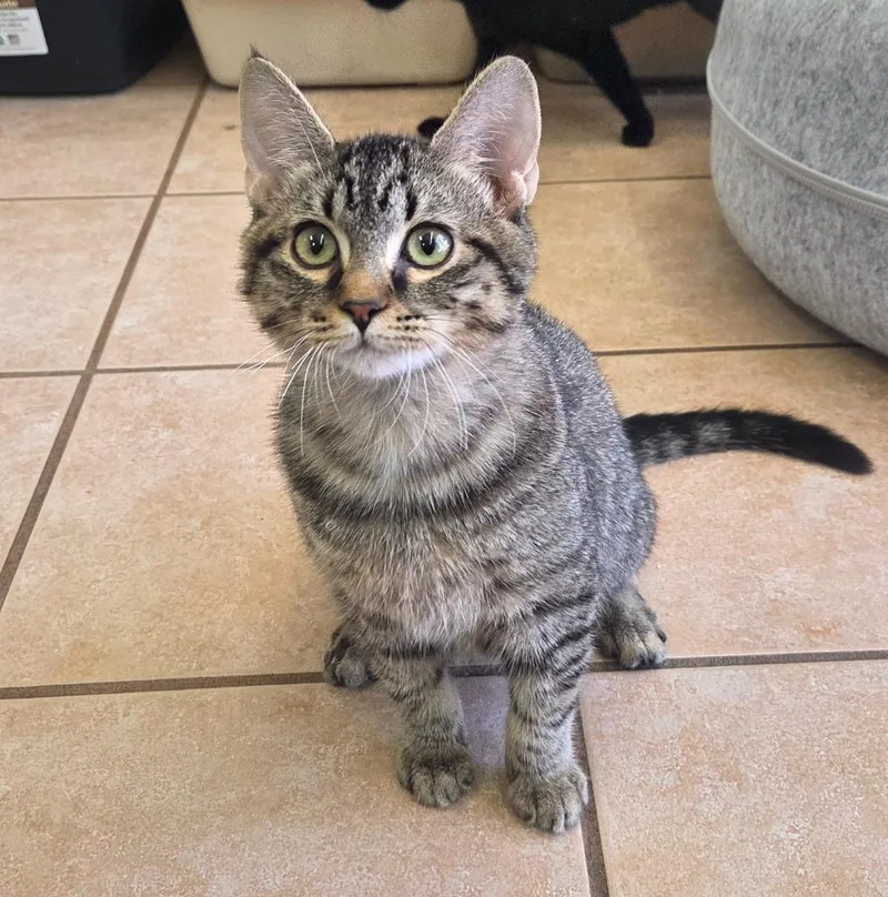 A baby medium-sized male Domestic Short Hair cat named Stew Ahs for adoption in Peoria, AZ