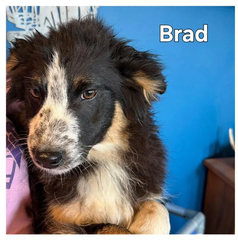 Brad