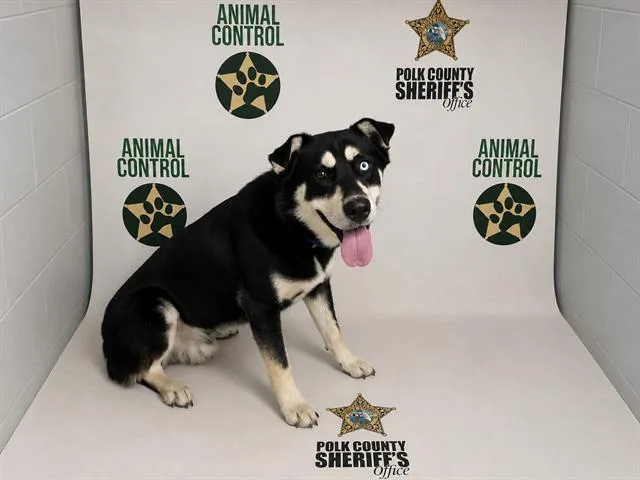 An adult large-sized male Siberian Husky dog named Aiden for adoption in Winter Haven, FL
