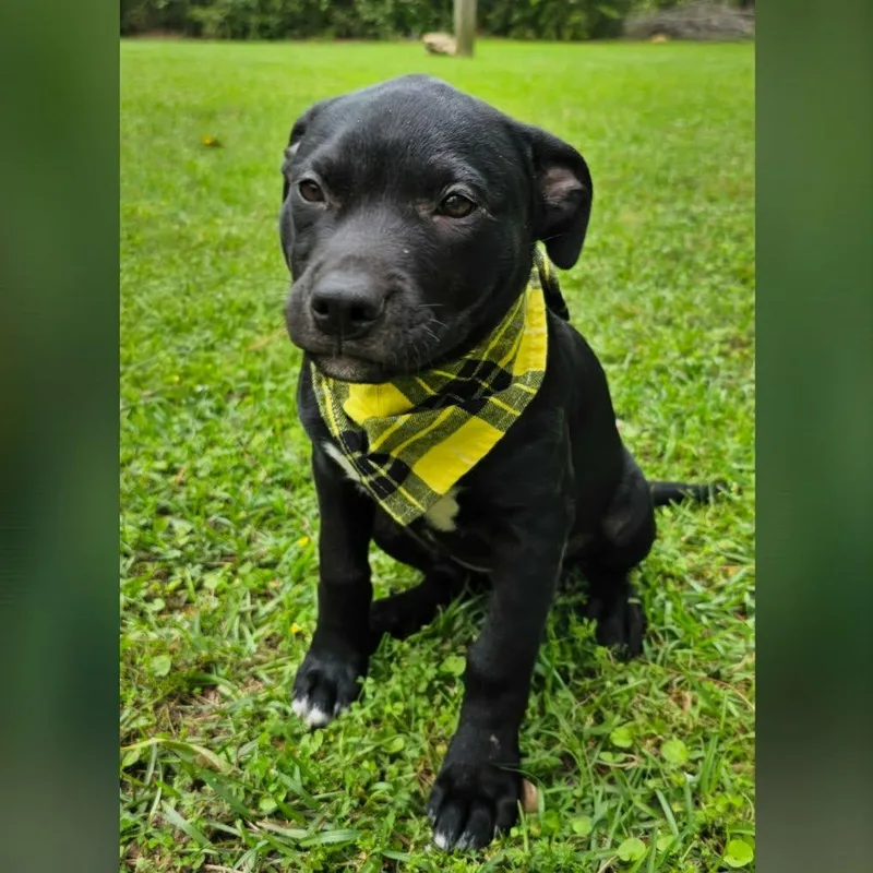 A baby medium-sized female Black Mixed Breed dog named Bessie for adoption in BONIFAY, FL