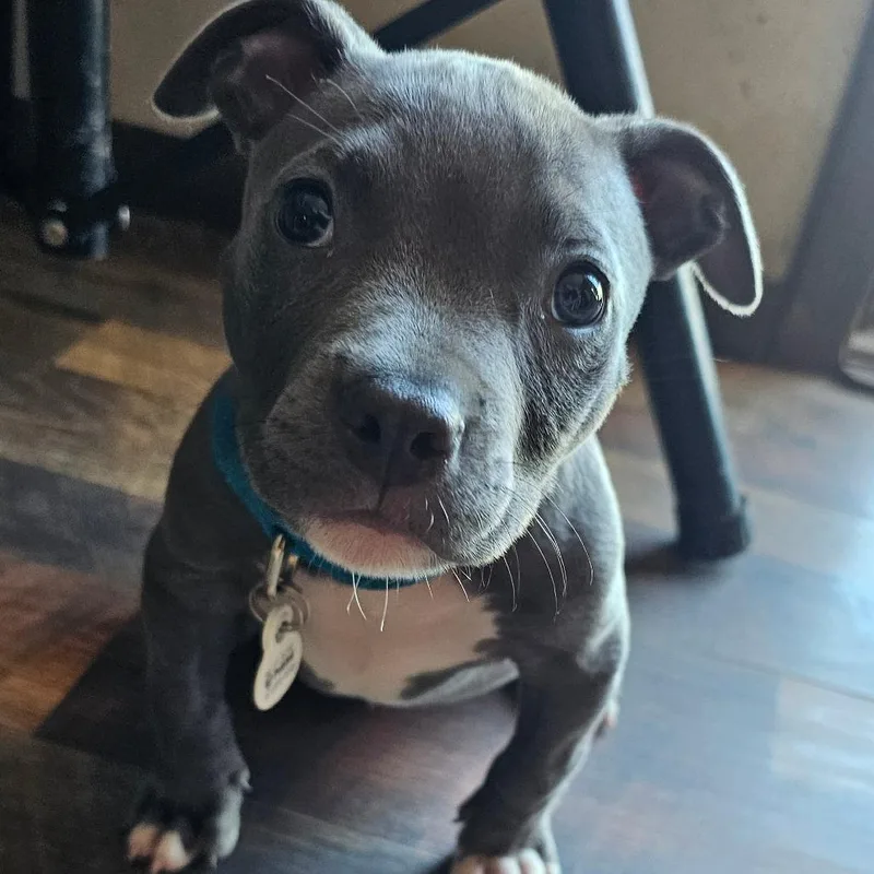 A young small-sized male Gray / Blue / Silver Mixed Breed dog named Tank for adoption in Goltry, OK