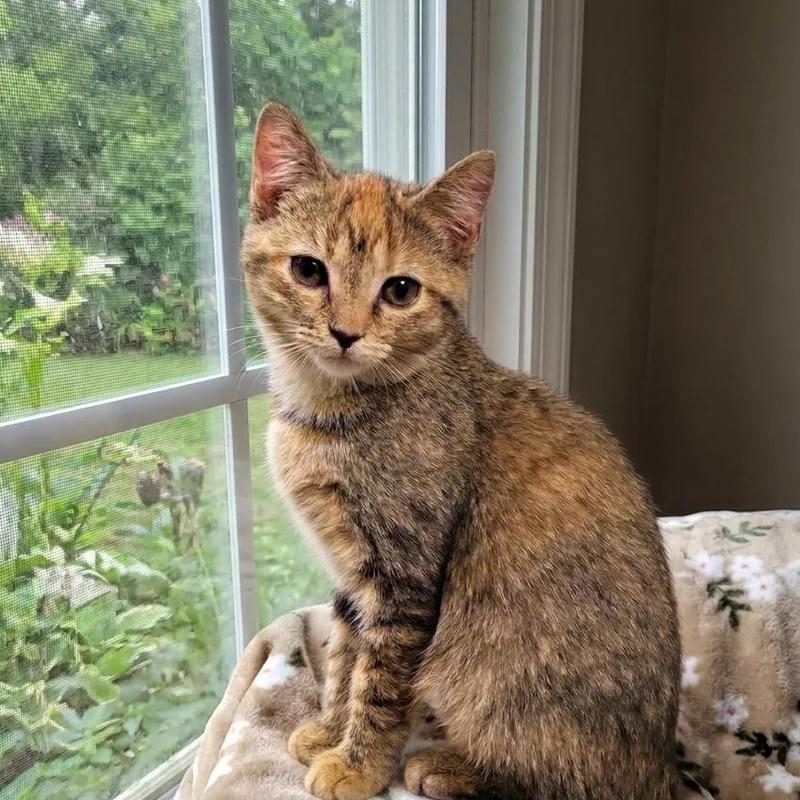 A baby medium-sized female Torbie Domestic Short Hair cat named Astra for adoption in Whitestown, IN